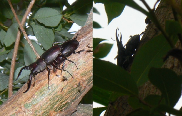 中州のヤナギ 手前と真ん中のヤナギ_ノコギリクワガタの2ペア_2021年6月6日 6時頃 気温21度
